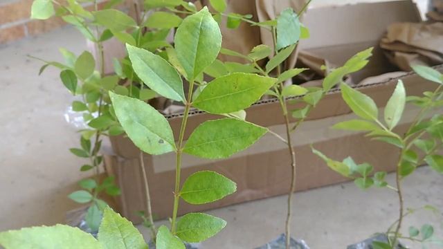 Common Prickly ash. GIANTS love this small tree. смотреть онлайн