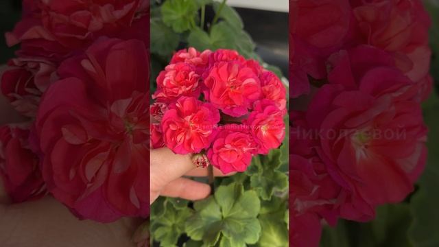 1 таблетка под ГЕРАНЬ и ЛЮБОЙ ЦВЕТОК и даже слабенький сразу воспрянет и ярко зацветет #цветы