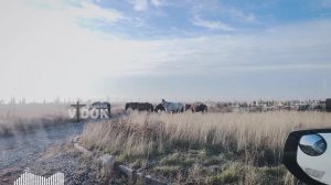 КОНИ ПАСУТСЯ НА КЛАДБИЩЕ - как ОНИ ИХ ЕДЯТ ПОТОМ (КОНИ ЕДЯТ ТРАВУ ТРУПНУЮ)