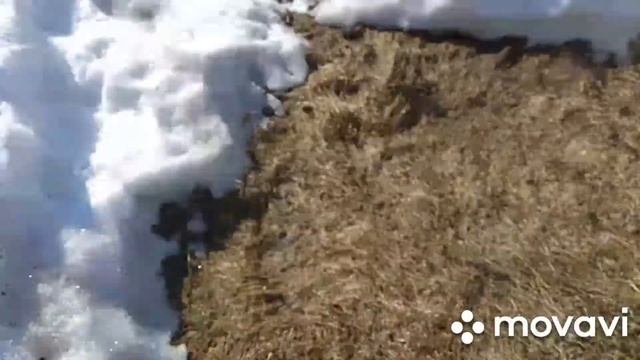 Разоблачение тяньши, розжиг мангала. смотреть онлайн