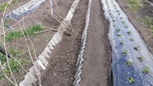 Преимущества выращивания винограда в траншее.