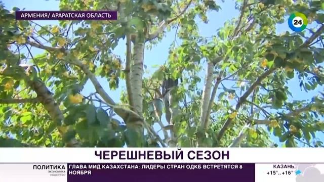 Армения отправит в ЕАЭС «мясистую» черешню – урожай уже поспел смотреть онлайн