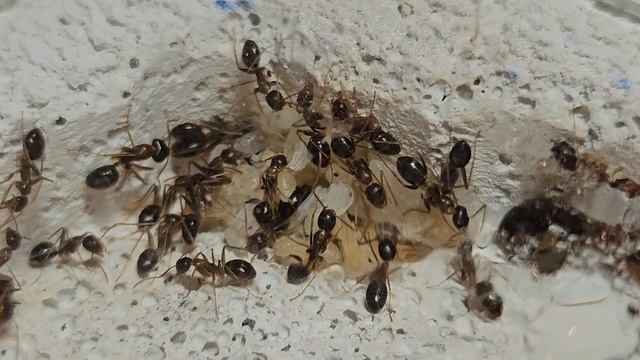 Camponotus maculatus subnudus | Zwischenfazit | Kolonie 40-50 Arbeiterinnen | Ameisenhaltung смотреть онлайн