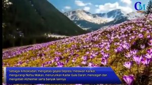 Manfaat Saffron Dalam Mengatasi Penyakit Alzheimer