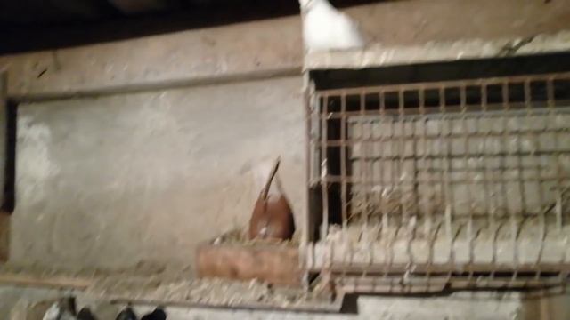 серпастые ГОЛУБИ в гостях у ГОЛУБЕВОДА Ростов на дону смотреть онлайн