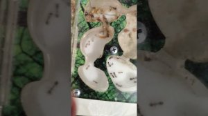 муравьи и проволочник