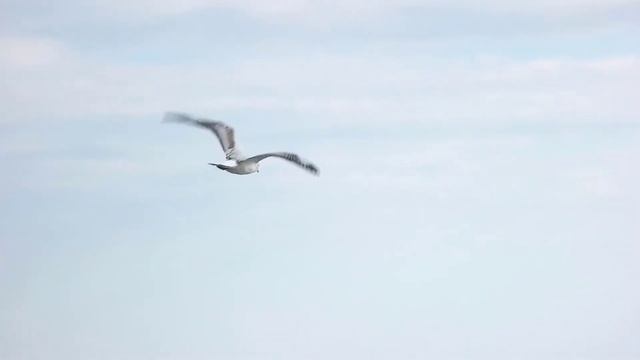 1 Hour of the Relaxing Sounds of Waves - Ocean Sounds with Seagulls - Sleep, Meditation, Yoga смотреть онлайн