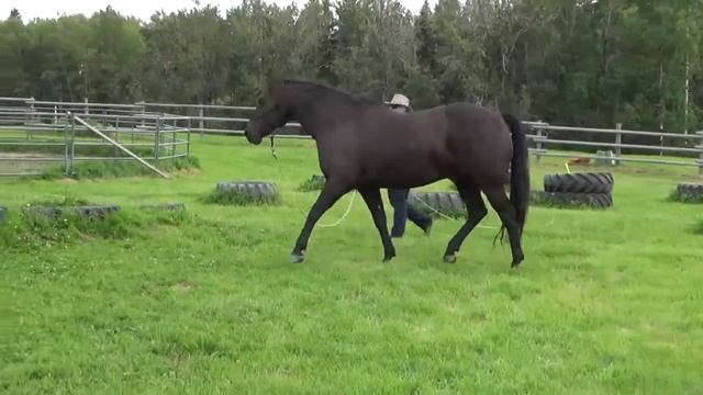 Donna and Pepper Level 3 Online Parelli Audition Pass 3+ смотреть онлайн