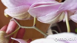 10.03.2024.ЛИПКИЕ КАПЕЛЬКИ НА ЦВЕТОНОСАХ И ЛИСТЬЯХ))) ВРЕДИТЕЛЬ ИЛИ БЕЗОБИДНОЕ ЯВЛЕНИЕ?!?