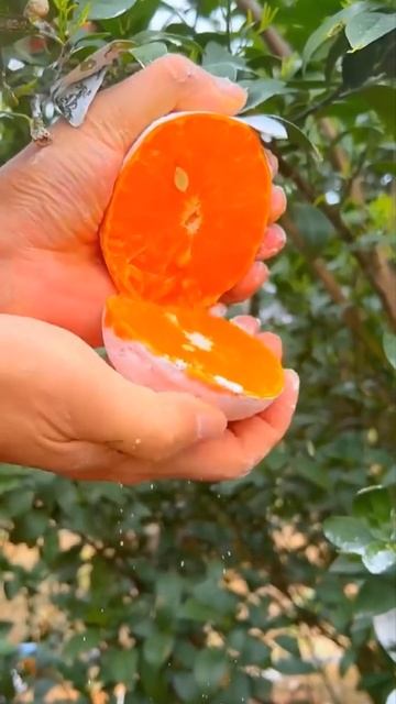Farm Fresh Juicy Fruits