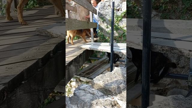 Коты арабы. Анакопийская крепость.