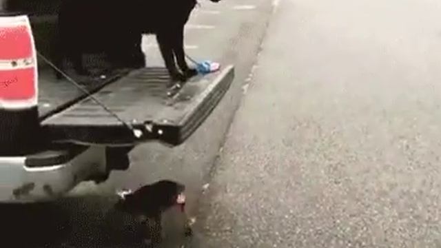 GIF CACHORRO ➡️ ⬅️🛻 смотреть онлайн