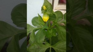 Мой балконный огород цветник