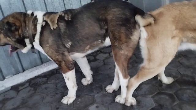 15.09.23. первый замок Мойнак Х Гулсары. смотреть онлайн