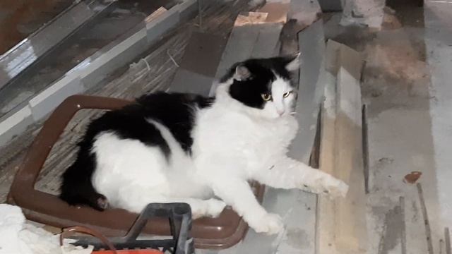 Кот Коша без хвостика Как у нас дела смотреть онлайн