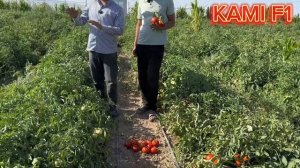 KAMI F1 gibrit pamidor urug'lari 160 tonna xosilni 1.4 gektar Tel: +99833 301 90 90 +99893 533 95 5