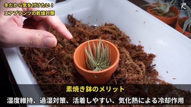【観葉植物の冬越し】エアプランツの乾燥対策【チランジアの育て方】【水苔栽培】