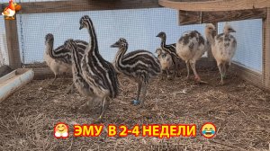 Эму малыши в передвижном страусятнике стали жить на улице. Выращивают Джейк и Бекки.