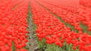 Чоли куши choli qushi