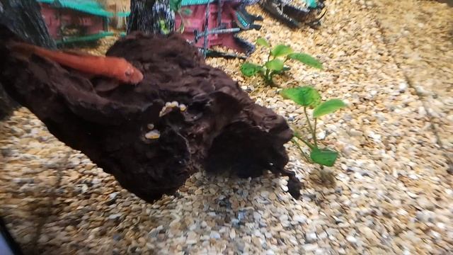 рыбки смотреть онлайн