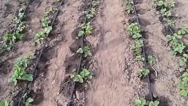 Капельный полив своими руками