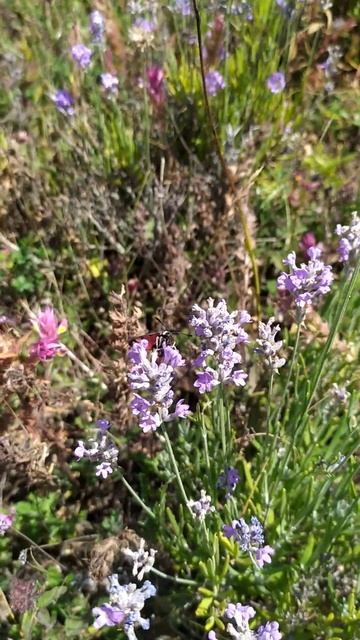 красный Мотылёк собирает нектар с лаванды смотреть онлайн