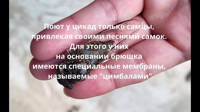Певчие цикады (Cicadas)