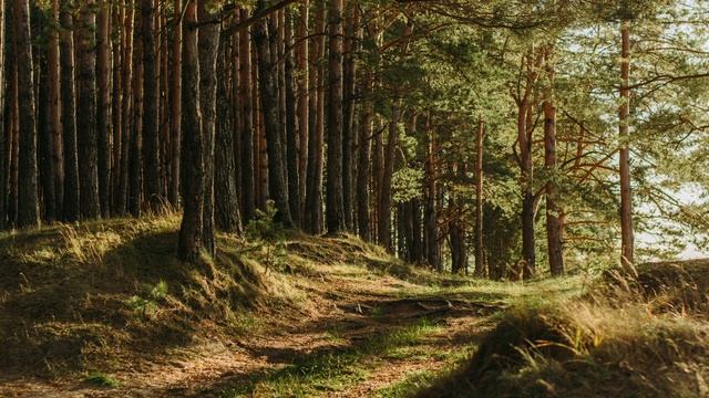 432Hz Forest Music for Sleep - 1 Hour of Calming Sounds for a Restful Night смотреть онлайн