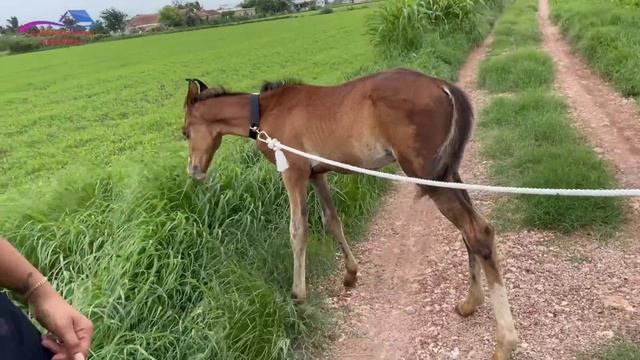 Baby horse aa gya ajj... смотреть онлайн