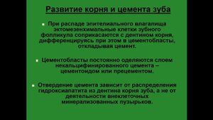 Развитие зуба. Развитие корня и цемента зуба