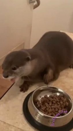 Злая Выдра 🦦 укусила Кота 😱 The Evil Otter 🦦 bit the Cat 😢