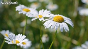 Расслабляющая музыка с пением птиц | Музыка для снятия стресса | Остановить тревогу и депрессию