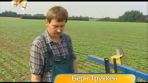 Как выращивают базилик