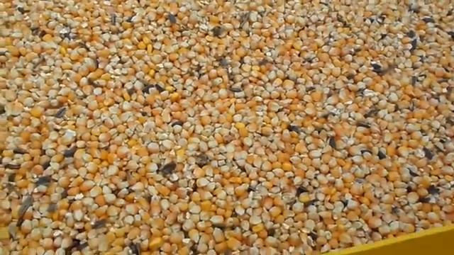 Испытание экструдера для кормов от вала отбора мощности МТЗ 80. Приобретайте экструдеры ФАВОР от ВОМ
