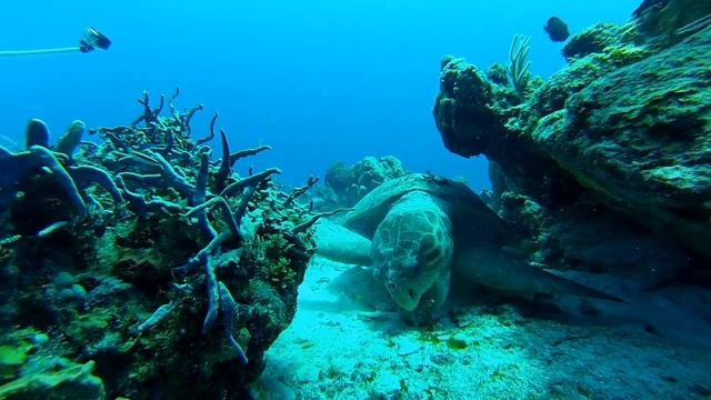 ЧЕРЕПАХА ТОРТИЛА смотреть онлайн