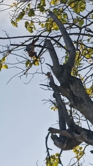 007 Мальдивы Villa Park (Sun Island) 17.12.2023 День 1 #Shorts смотреть онлайн