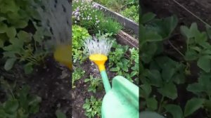 Уход за клубникой. Июнь 2020