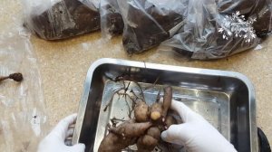 Обработка георгин перед посадкой!