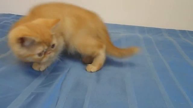 Копия видео "Экзотический апельсиновый Мусс"