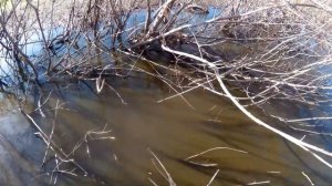 Ловим карася руками,  ондатры мешают