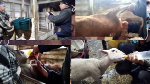 БИРКУЕМ КОРОВ🌼 СДАЕМ АНАЛИЗЫ🌷 ВАРИМ СЫР🧀 КОРМИМ ЯГНЯТ🪻