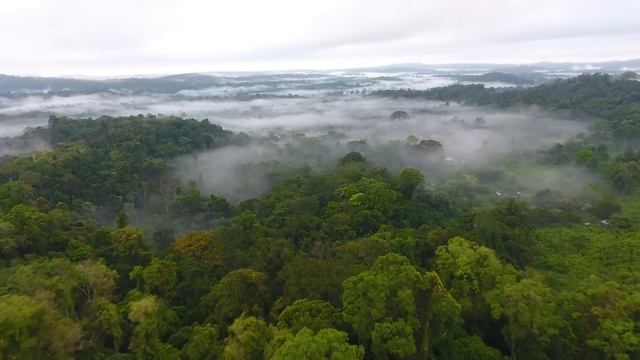 Amazon 4k - The World’s Largest Tropical Rainforest | Relaxing Piano with Nature Sounds