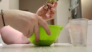 100 дней пересадки: эпипремнум годзилла вариегатный