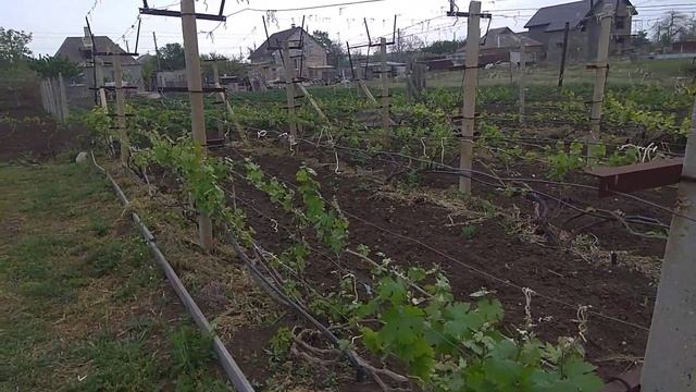 Виноградник после первой обработки май 2020 г смотреть онлайн