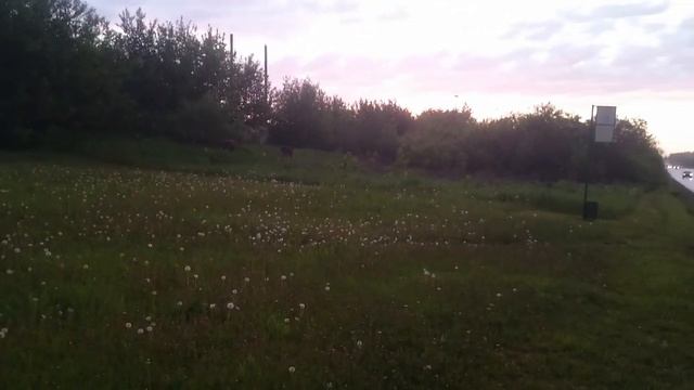 Лоси в Кемерово смотреть онлайн