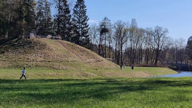 Лисица в Павловском парке. смотреть онлайн