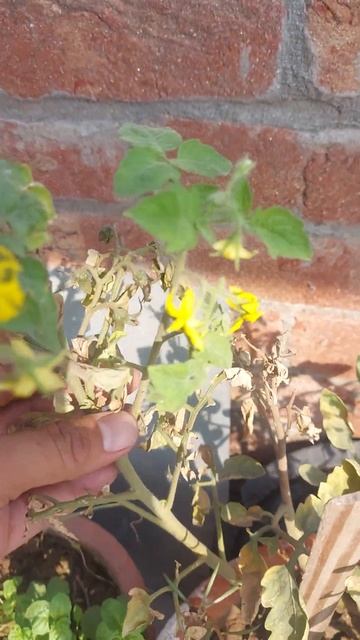 Tomato Fruit Flowers смотреть онлайн