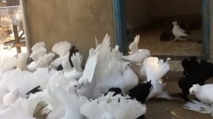 Омские статные