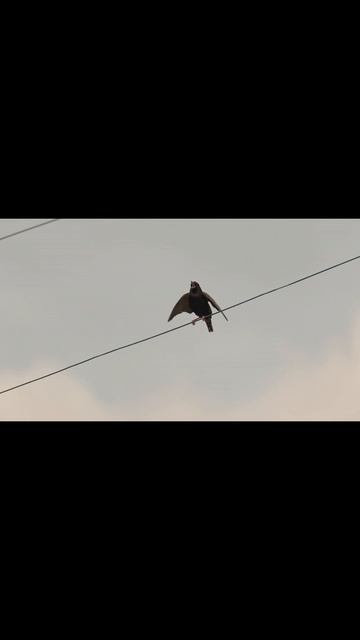 Bird Flapping wings sound/noise смотреть онлайн