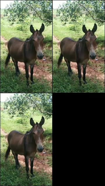 fotos de cavalo e burro #shorts смотреть онлайн